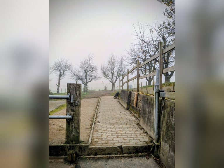 Plaats beschikbaar voor een ponygroep voor Mini of Shetlander - Zelfvoorzienend