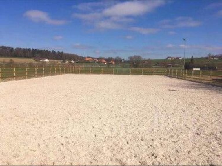 Plaats in de open stal, vol pension, Hof zum Rössli