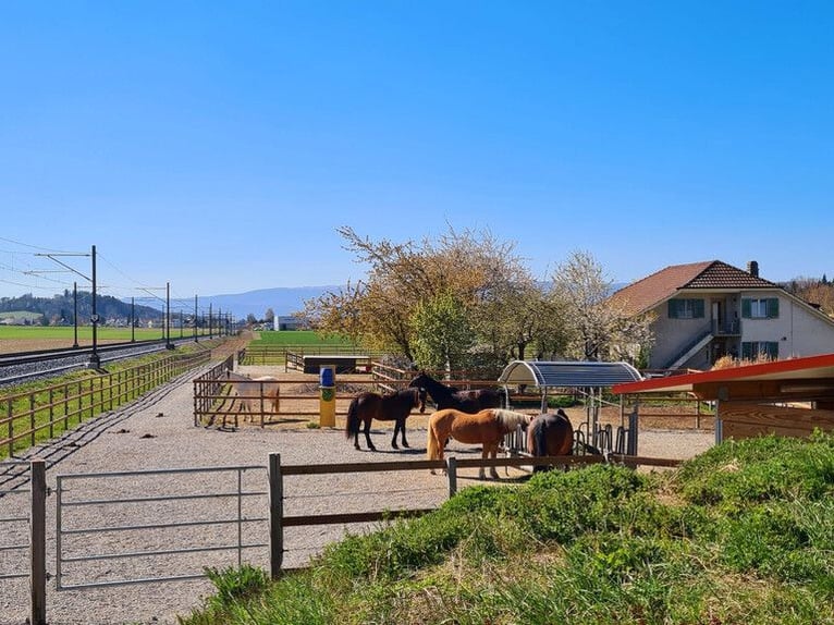Plaats in de open stal, vol pension, Hof zum Rössli
