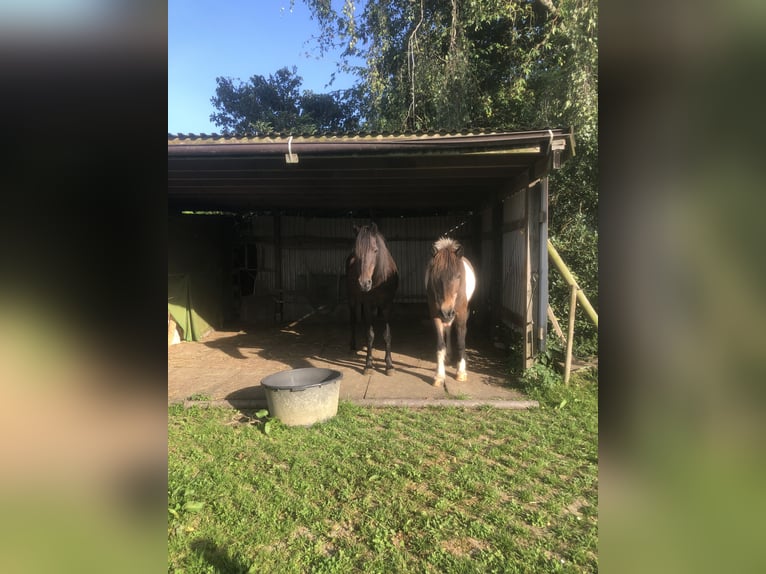 Plaats in de paddock voor pony/klein paard vrij