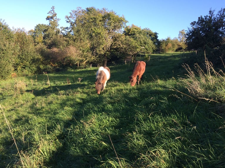 Plaats in de paddock voor pony/klein paard vrij