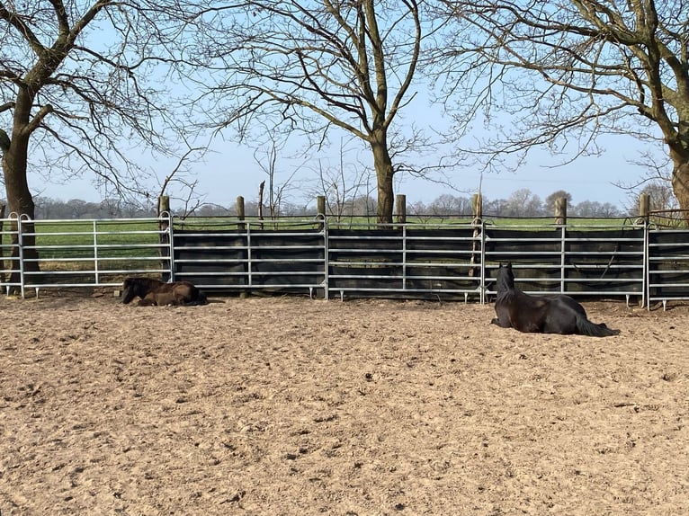 Plaats vrij in de paddock paradise!