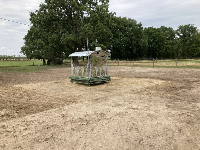 Plaats vrij in een hengstengroep
