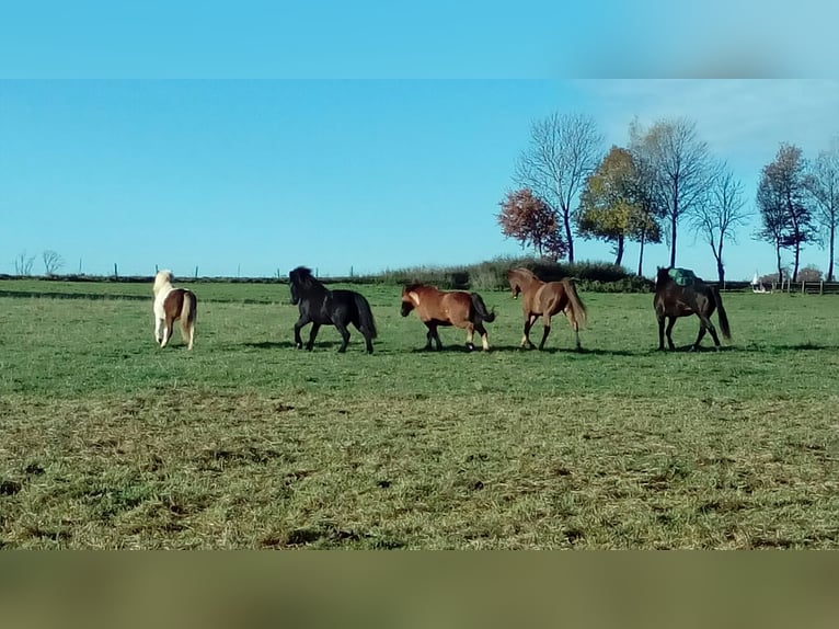 Plaats vrij in een open stal met grote 24/7 weide bij 82272 Moorenweis