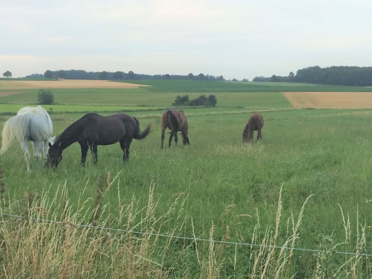 Plaats vrij in een open stal met grote 24/7 weide bij 82272 Moorenweis