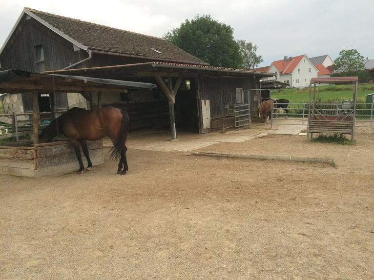 Plaats vrij in een open stal met grote 24/7 weide bij 82272 Moorenweis