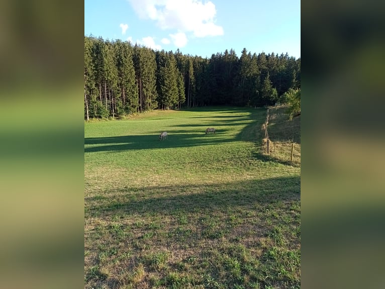 Plätze im Offenstall und Boxen mit großen Weiden 