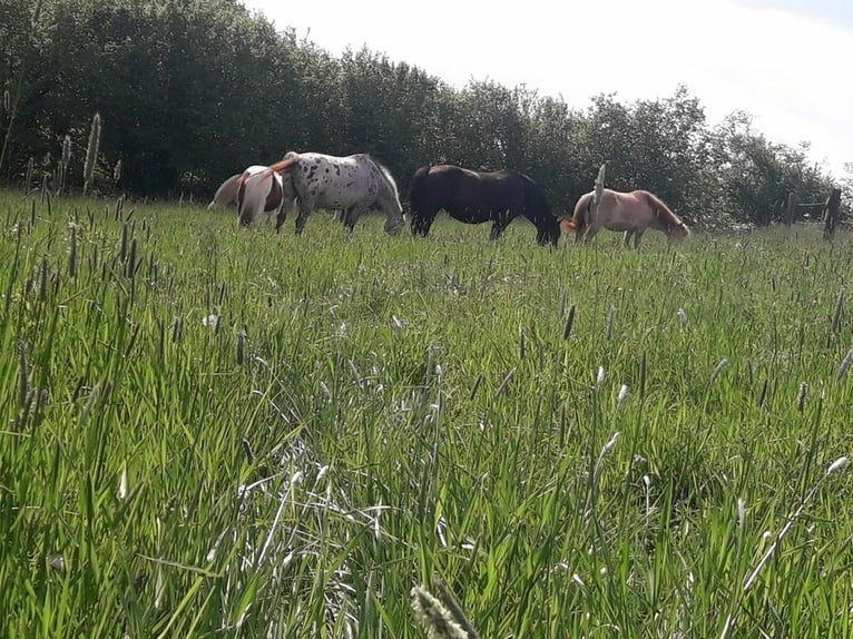 Plek voor hoevenloper in de open stal voor paarden tot 1,60 m schofthoogte