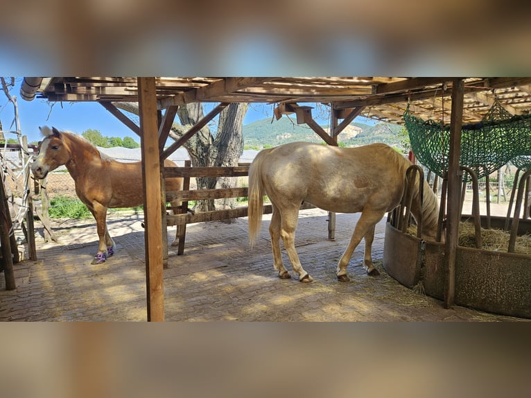 Pony weidegangplaats beschikbaar in Handschuhsheimer Feld