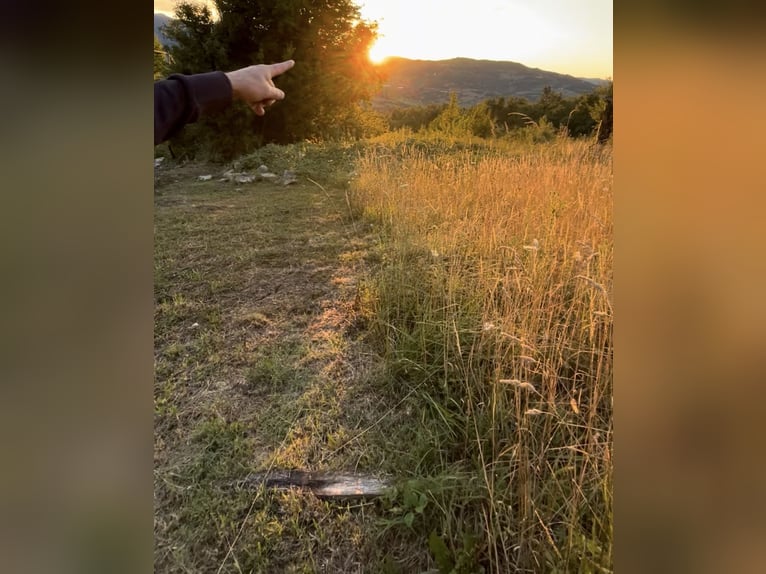 Posto gratuito per cavalli con pascolo – zona Querciola (BO) – in cambio possibilità di