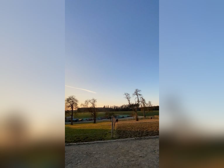 Privé paddock met stalruimte