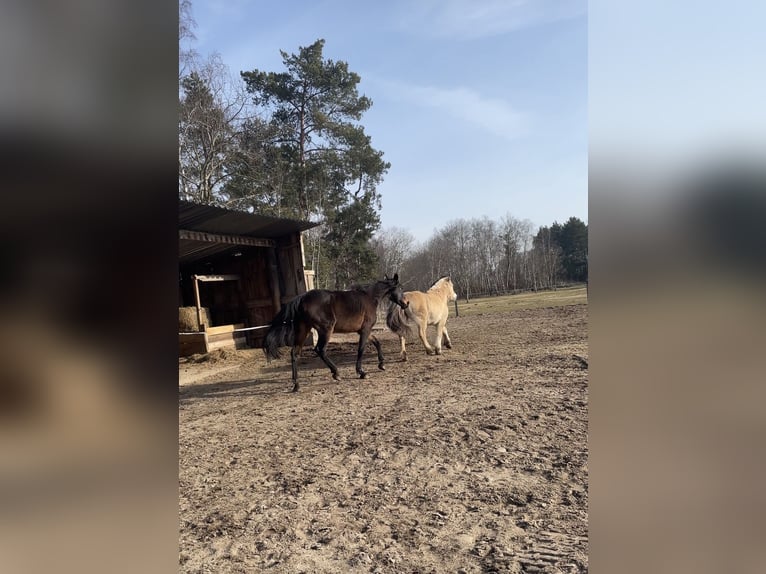 Privé stalplaats voor een lieve merrie