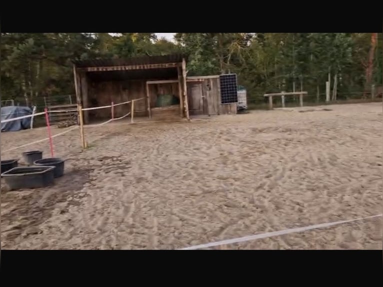 Privé stalplaats voor een lieve merrie