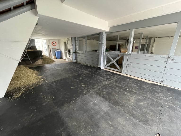 Rentner Kumpel für Friesenwallach gesucht