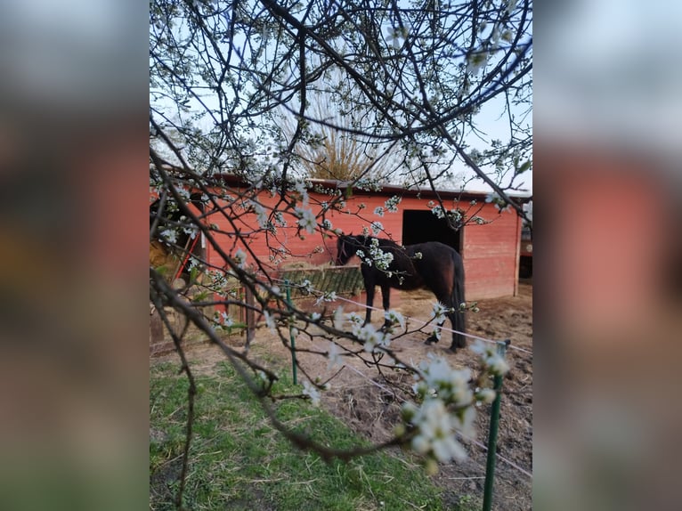 Rustige paddockplaats vrij op de boerderij