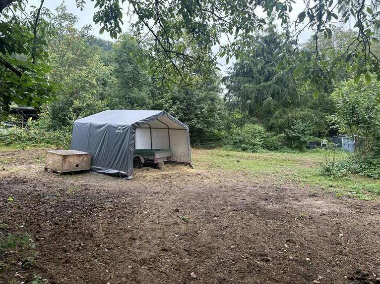 Selbstversorger Offenstallplatz für Kleinpferd /Pony