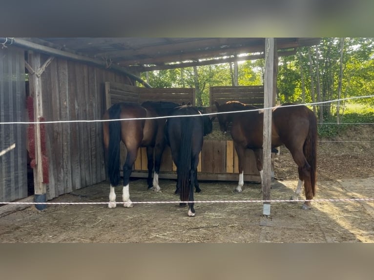 Stal en open stallen te huur aangeboden