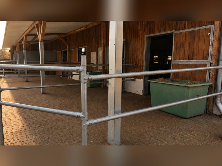 Stal en open stallen te huur aangeboden