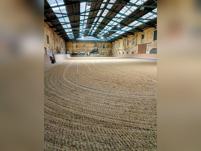 Stalling met binnenbak op het ruitercomplex Schloss Niederabsdorf (district GF)