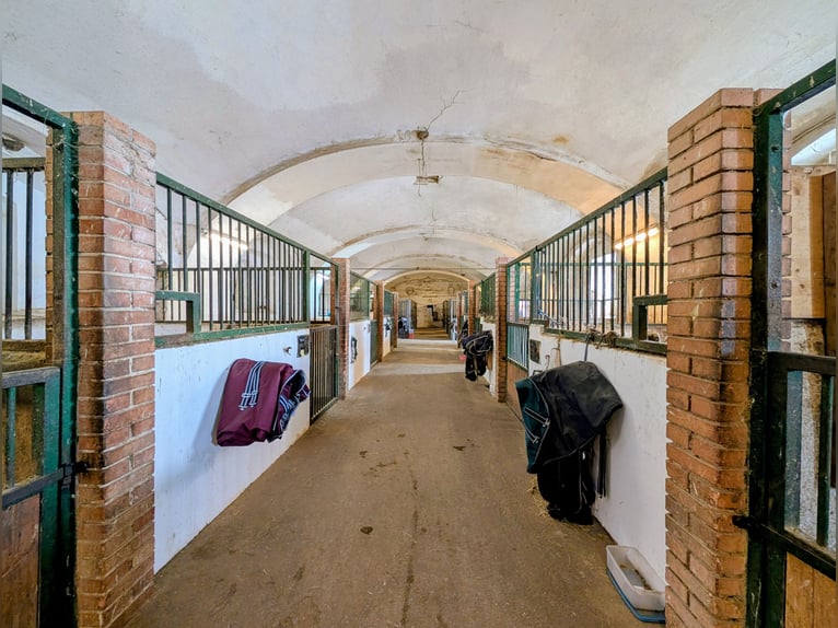 Stalling met binnenbak op het ruitercomplex Schloss Niederabsdorf (district GF)