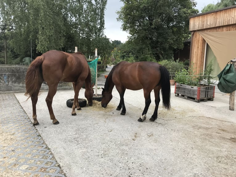 Stallingplaats in groepshuisvesting