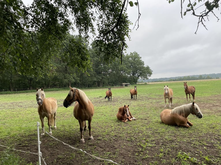 Traumhafter Offenstall für Ponys und Kleinpferde  – Jetzt freie Plätze sichern