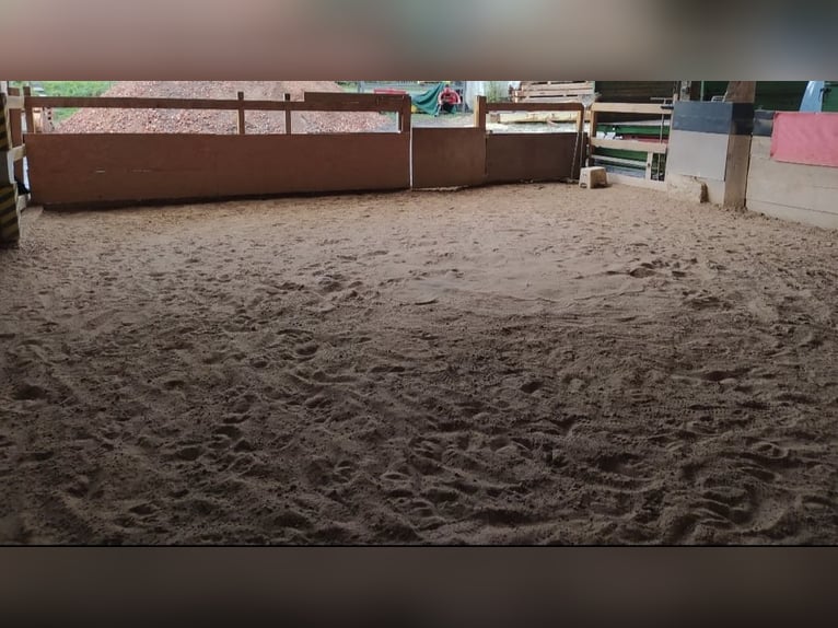 Vrij inloopstal (voor 3-4 paarden)