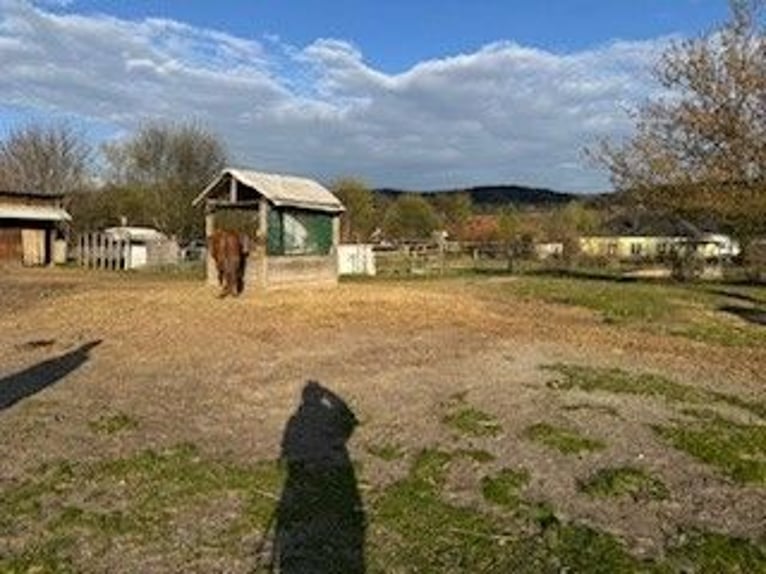 Vrij stalplaats voor groot paard of pony - natuurlijk en eenvoudig in de omgang