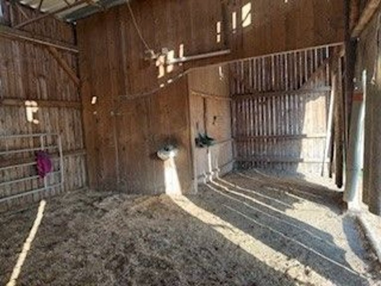 Vrij stalplaats voor groot paard of pony - natuurlijk en eenvoudig in de omgang