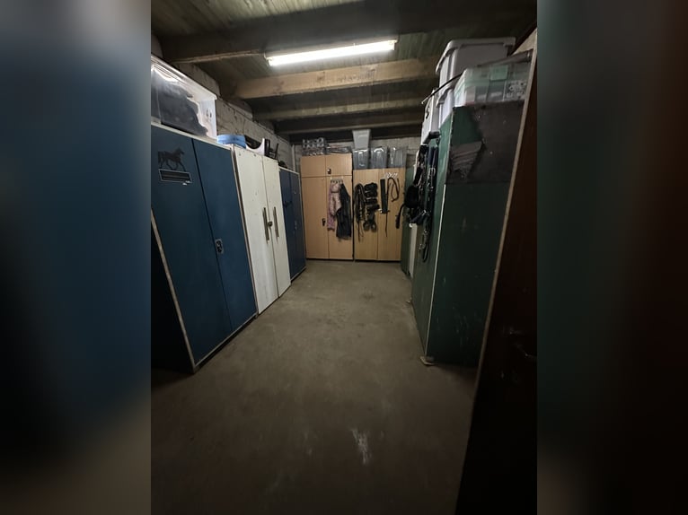 Vrije box voor allergiegevoelige ruiter, hengst beschikbaar