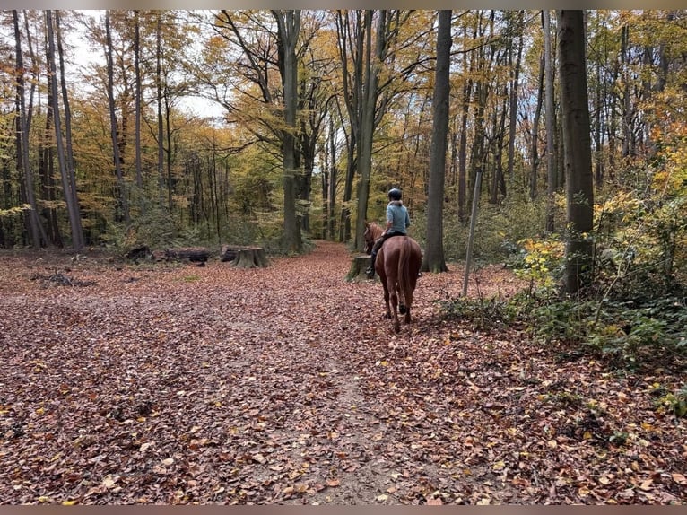 Vrije box voor open stal, geschikt voor COPD, astma of hoefbevangenheid