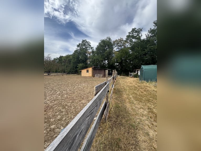 Vrije box voor zelfvoorzienende paardenhouderij