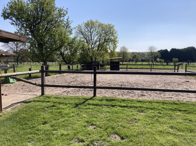 Vrije boxplaats in het paardenparadijs in Dorsten (46282)