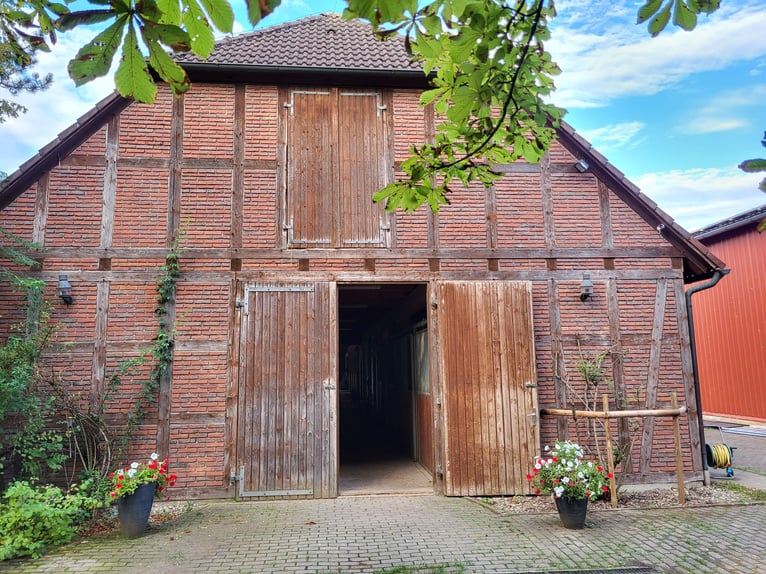 Vrije open stal voor twee kleine paarden