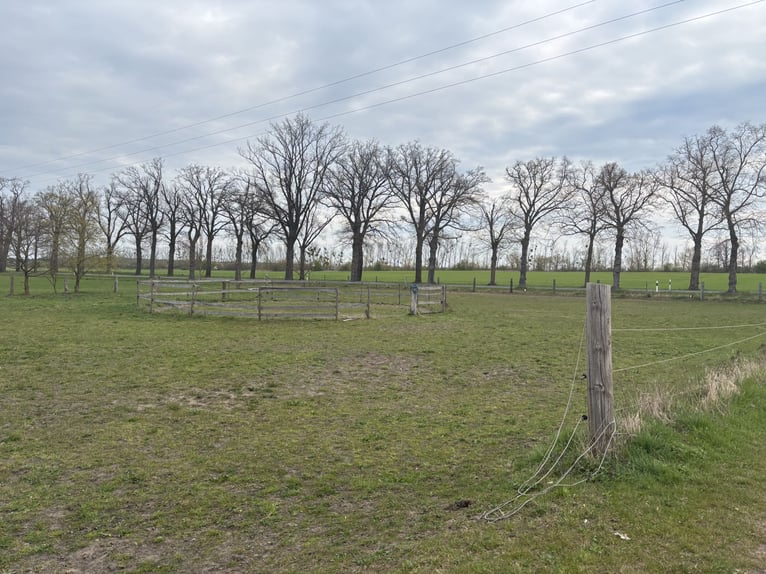 Vrije paardenplaatsen – opvangmogelijkheden welkom!