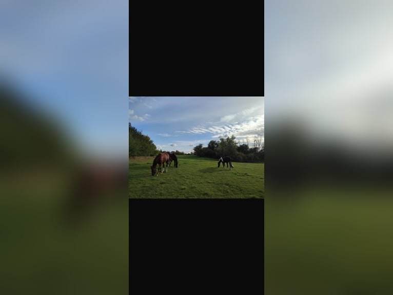 Vrije paardenplaatsen – opvangmogelijkheden welkom!