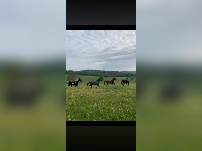 Vrije paddockplek beschikbaar op de Wide Field Ranch in Breitenfeld