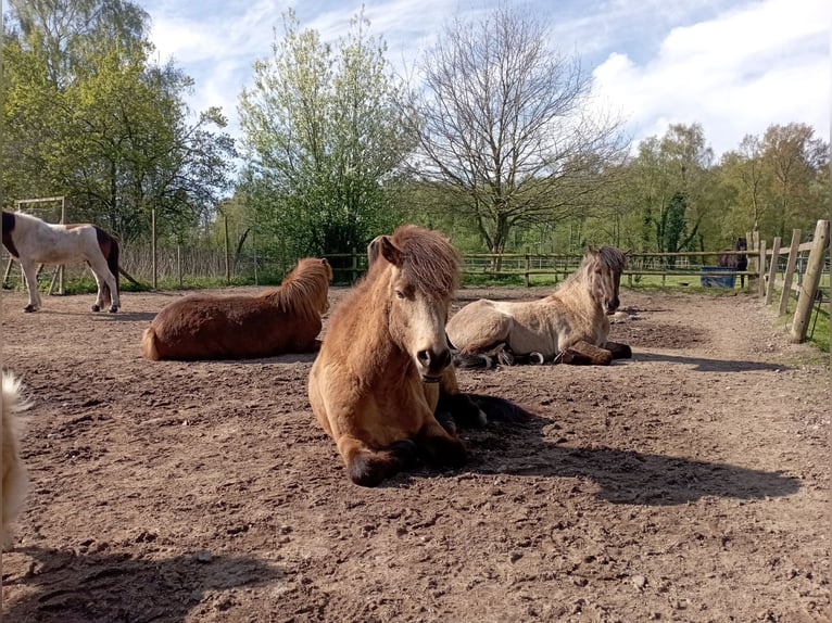 Vrije pensionplaats op een IJslandse paardenboerderij.