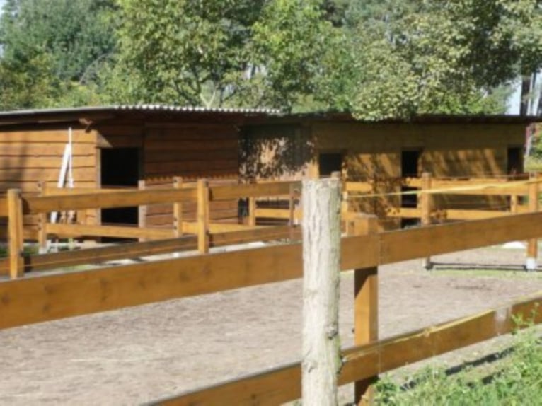 Vrije pensionplaats voor open stal of paddockbox