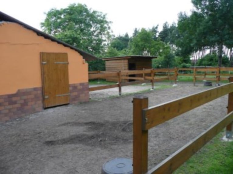 Vrije pensionplaats voor open stal of paddockbox