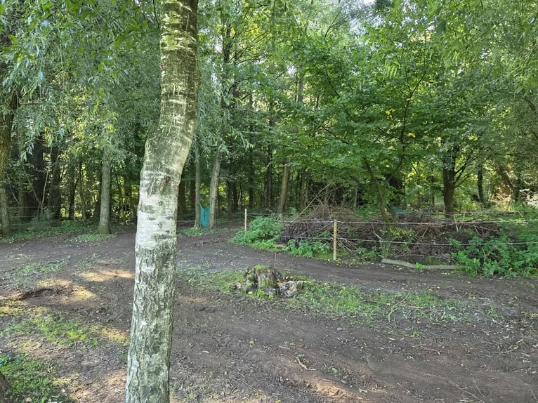 Vrije plaatsen in open stal/paddocktrail in Niederkrüchten-Elmpt – 4 plaatsen beschikbaar