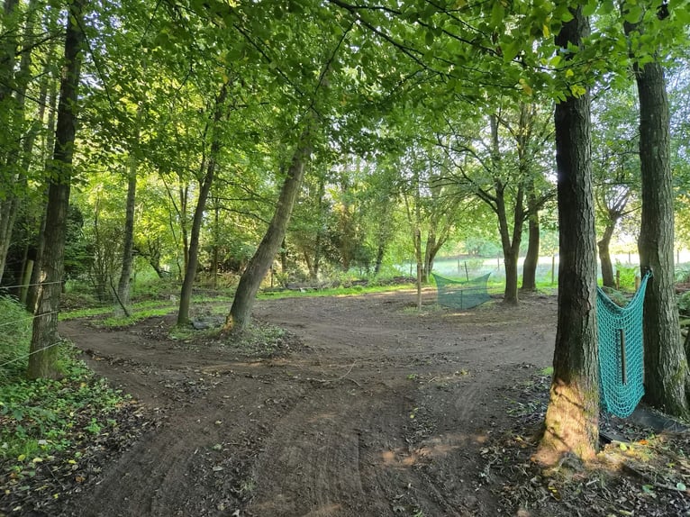 Vrije plaatsen in open stal/paddocktrail in Niederkrüchten-Elmpt – 4 plaatsen beschikbaar
