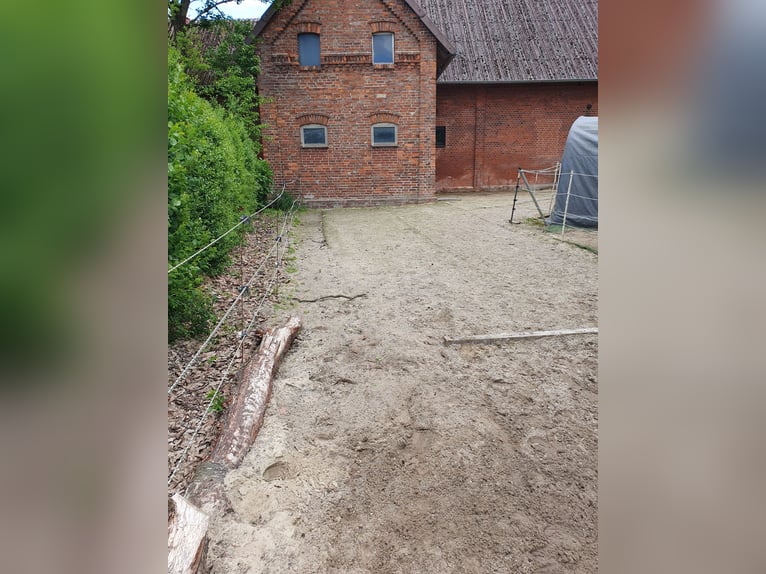 Vrije plaatsen voor merries in een open stal / beweidingsstal