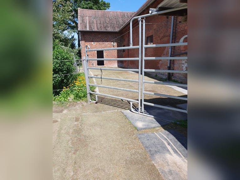Vrije plaatsen voor merries in een open stal / beweidingsstal