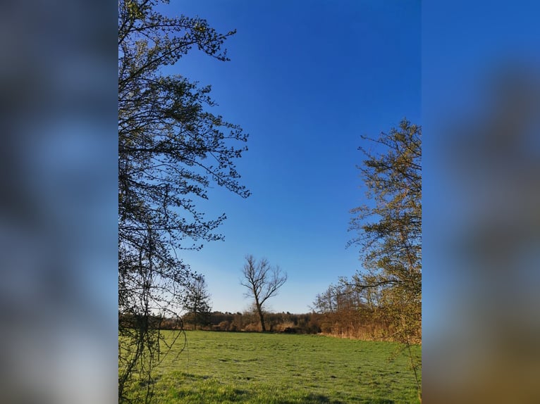 Vrije plek in een gezellig pensionstal voor een klein paard