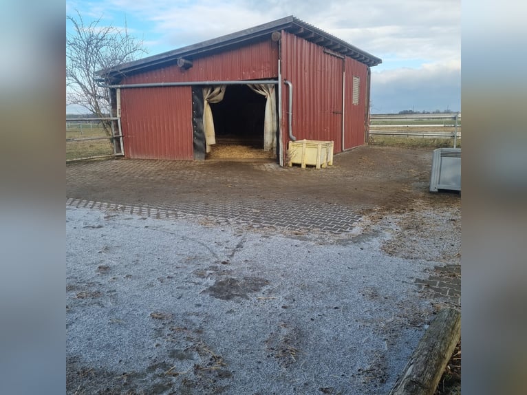 Vrije stal voor hengsten 3/5 vrij