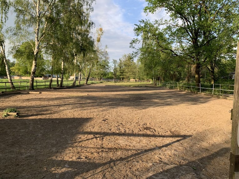 Vrije stallingplaatsen voor merries in Bernau