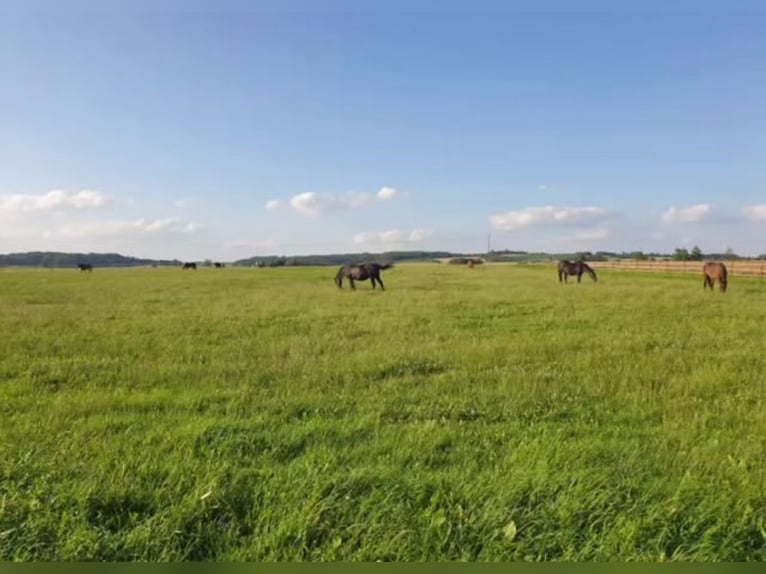 Vrije stallingplaatsen | Weideplaatsen beschikbaar vanaf 1 mei 2026