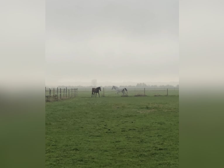 Vrije stallingplaatsen | Weideplaatsen beschikbaar vanaf 1 mei 2026