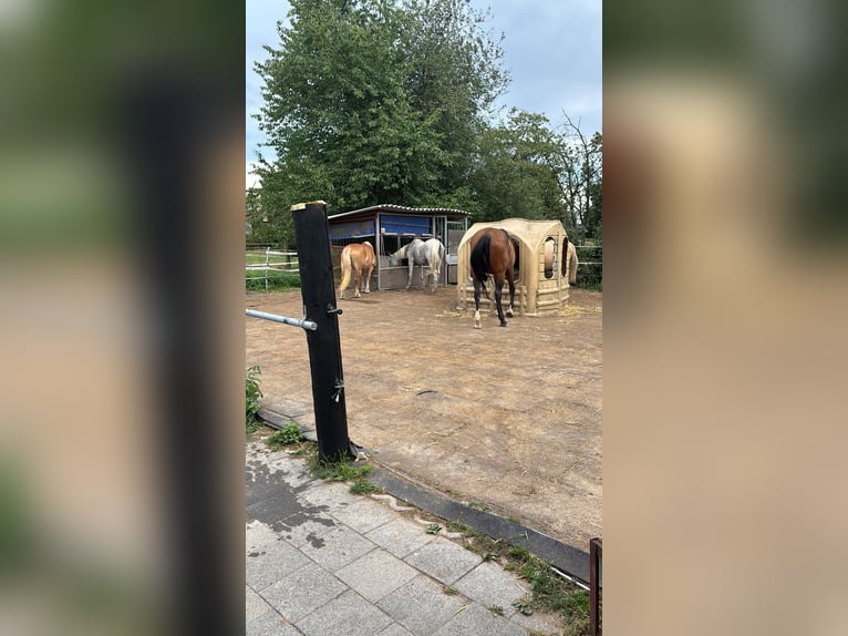 Vrije stalplaats beschikbaar